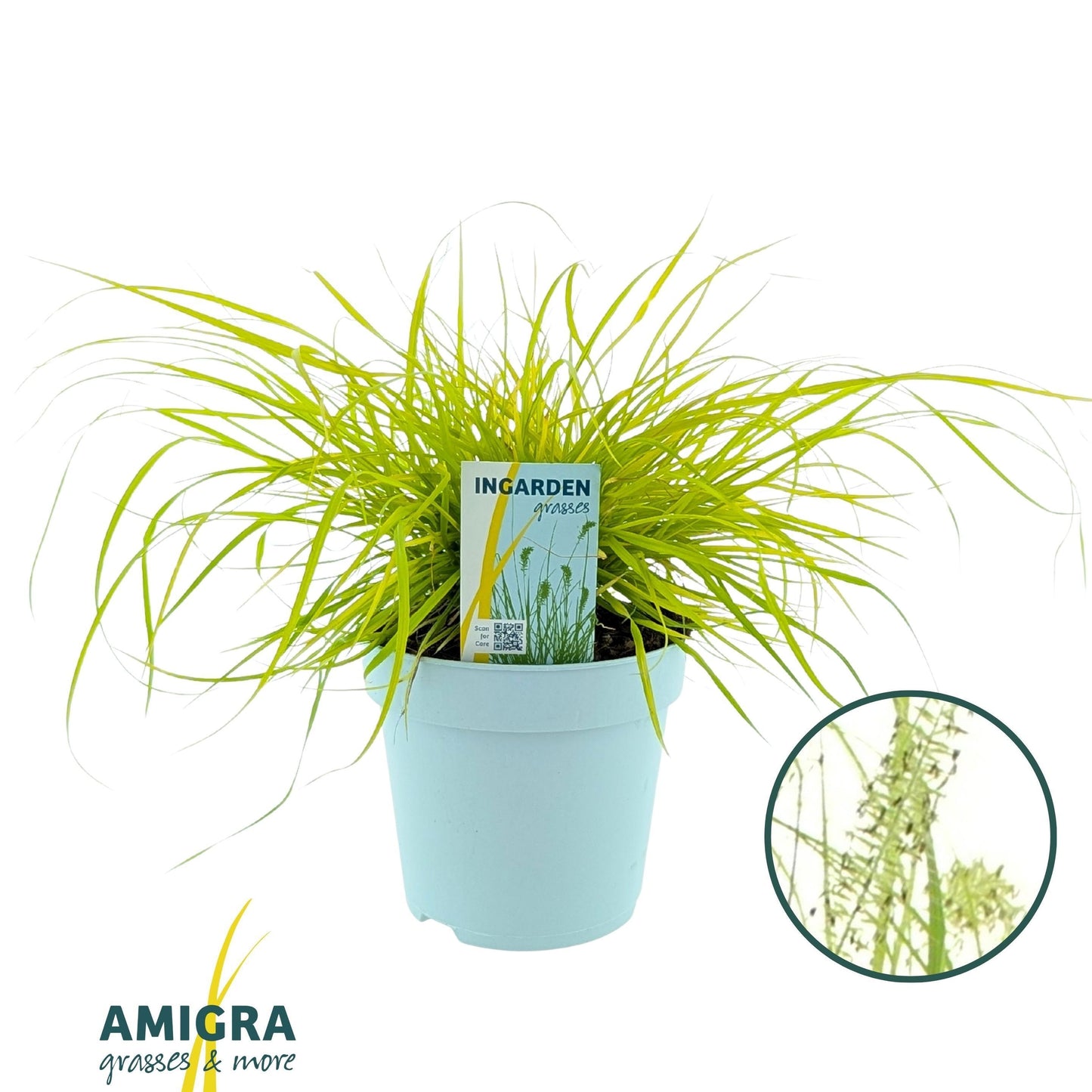 Pennisetum alo. Hameln Gold 50cm 17cm Pot