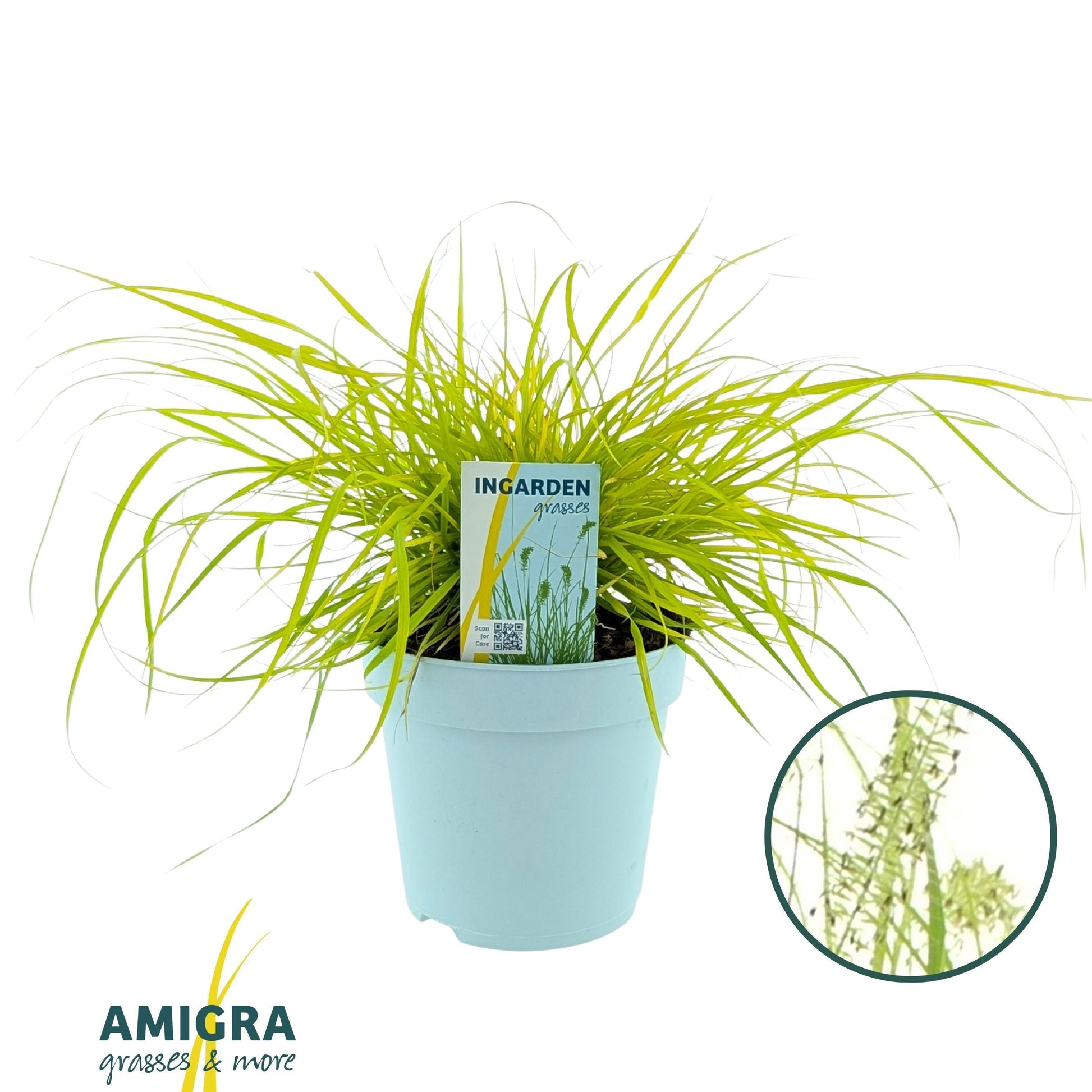 Pennisetum alo. Hameln Gold 50cm 17cm Pot