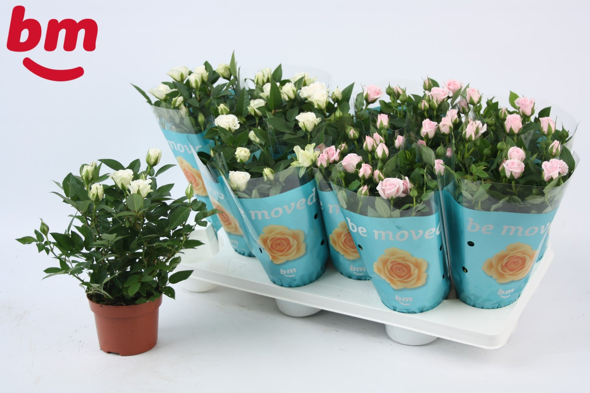 Rosa Beau Monde mix 25cm 10.5cm Pot