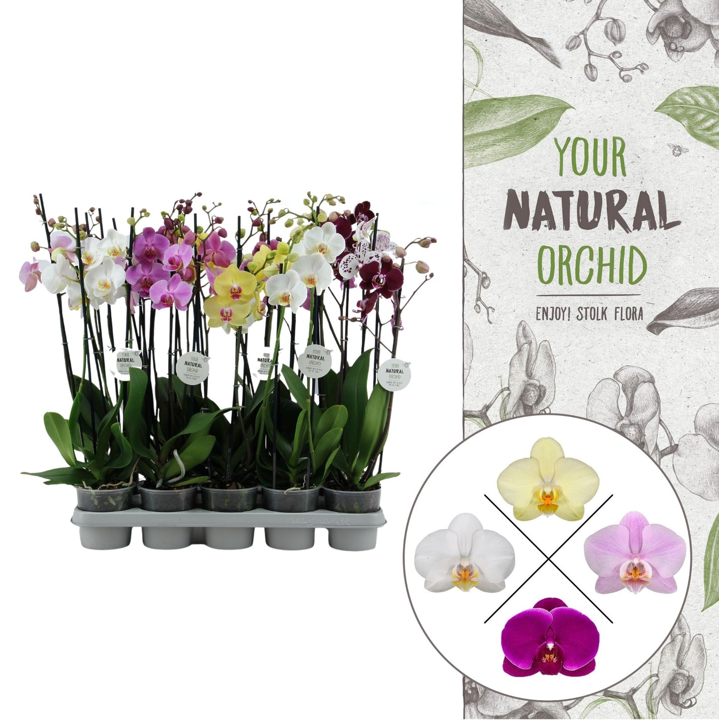 Phalaenopsis mix 60cm 12cm Pot
