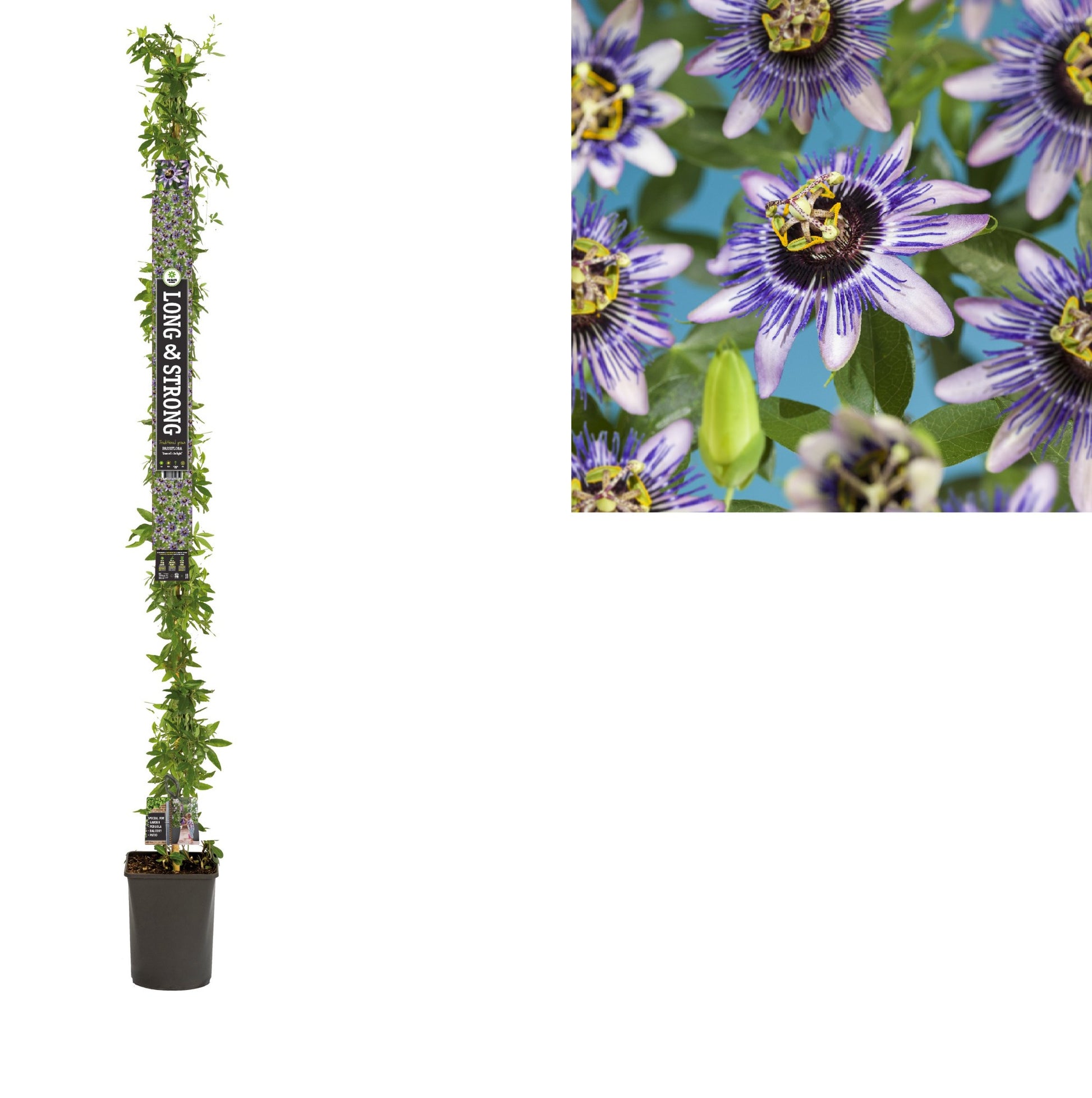 Passiflora Damsel's Delight 210cm 23cm Pot