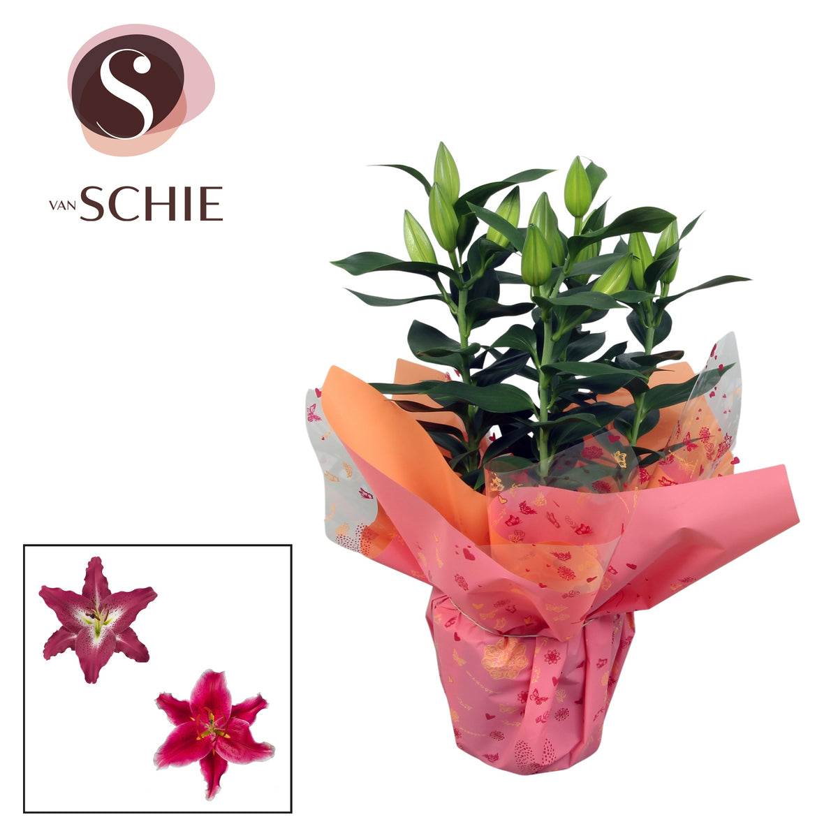 Lilium oriental mix 50cm 17cm Pot