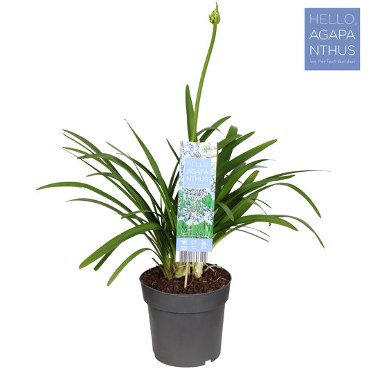 Agapanthus Fireworks 70cm 23cm Pot
