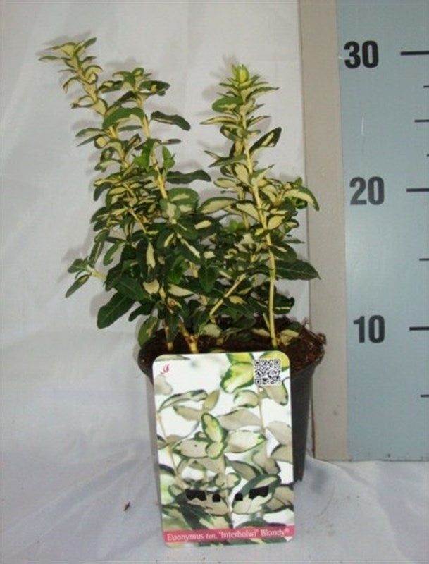 Roessel Tuinpl. VOF, B. v. Euonymus Blondy Pack of 8