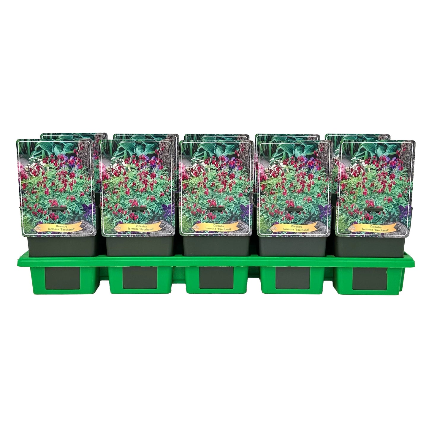 Gebr. Griffioen Dicentra for. Bacchanal Pack of 10
