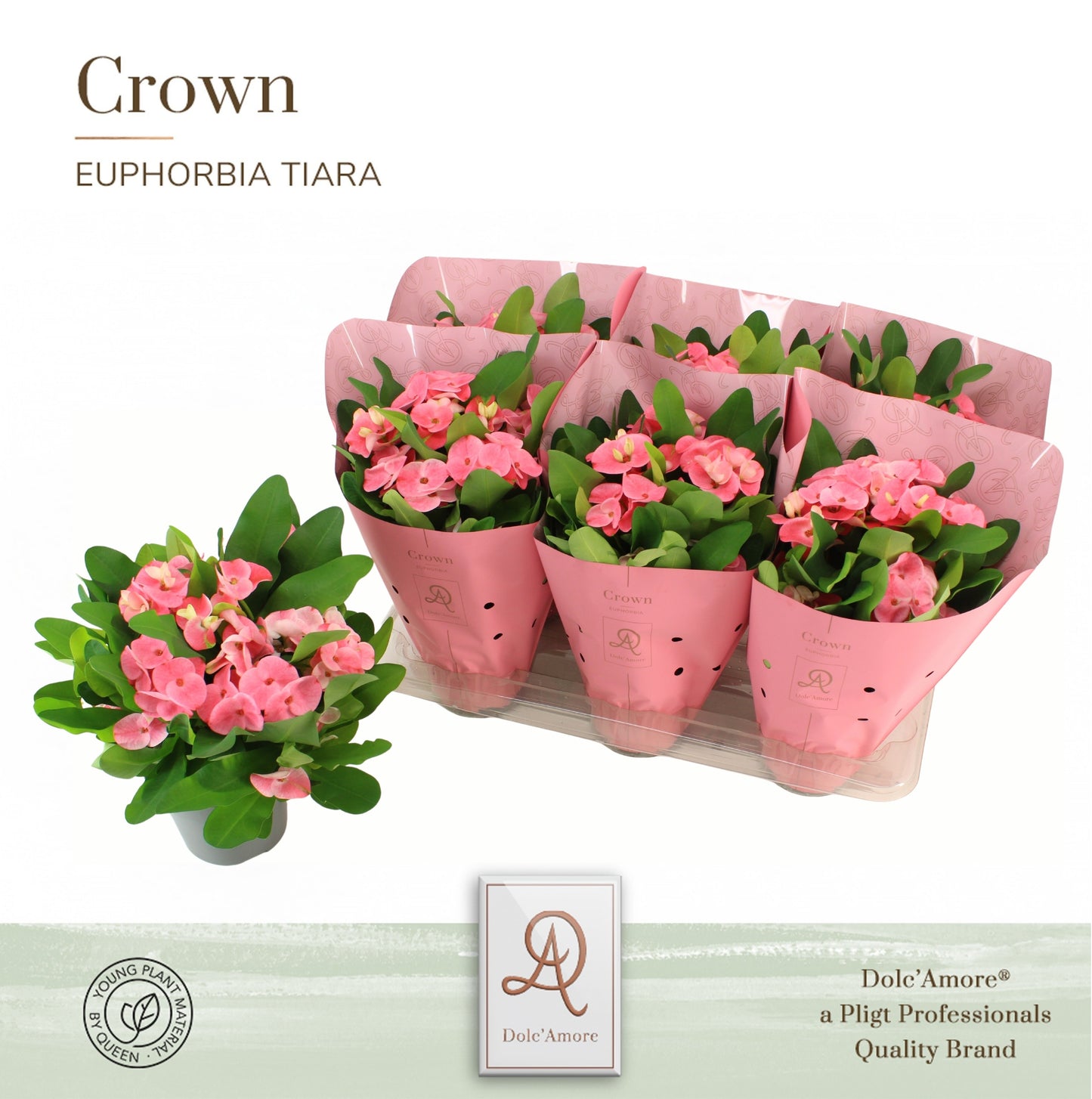 Euphorbia milii Charlotte 24cm 14cm Pot