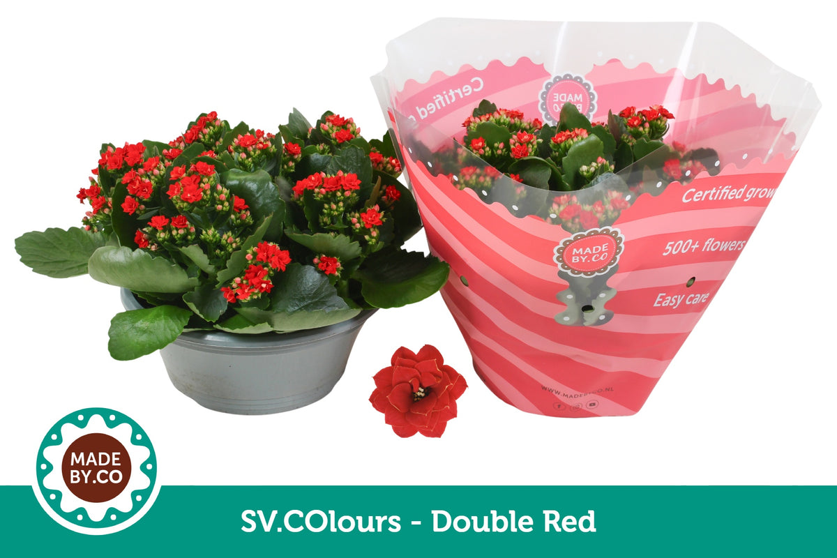 Kalanchoe double red 27cm 23cm Pot