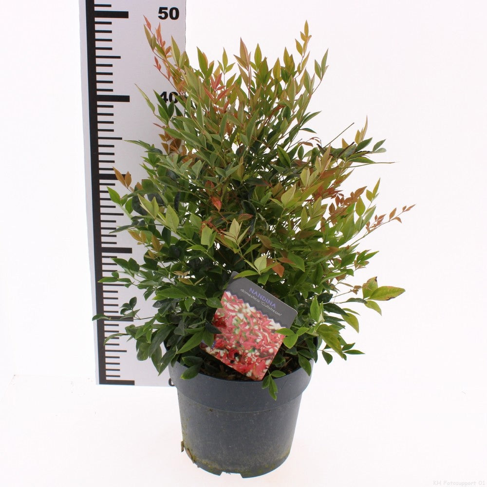 Nandina domestica 55cm 19cm Pot