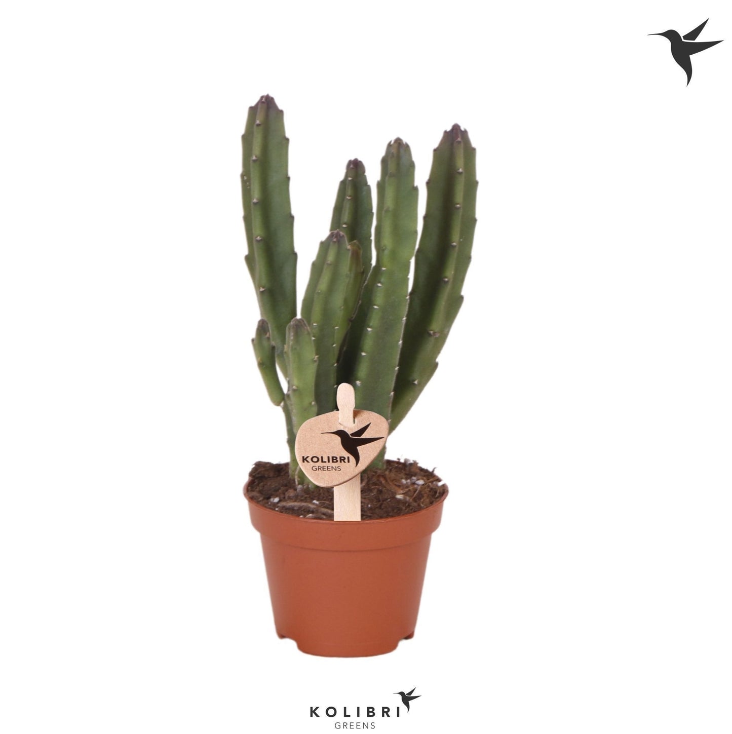 OK Plant Stapelia leendertziae Pack of 14