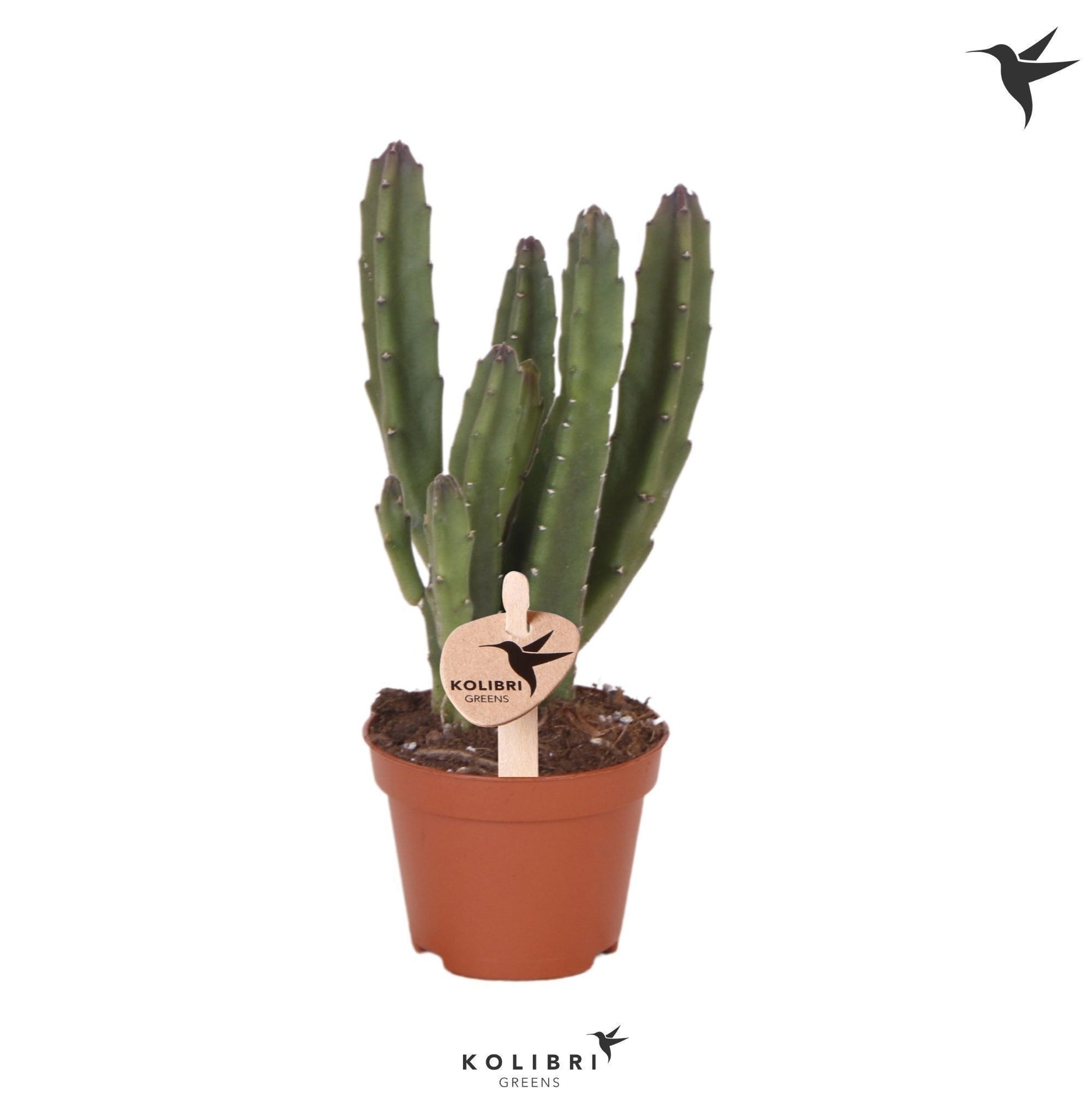 OK Plant Stapelia leendertziae Pack of 14