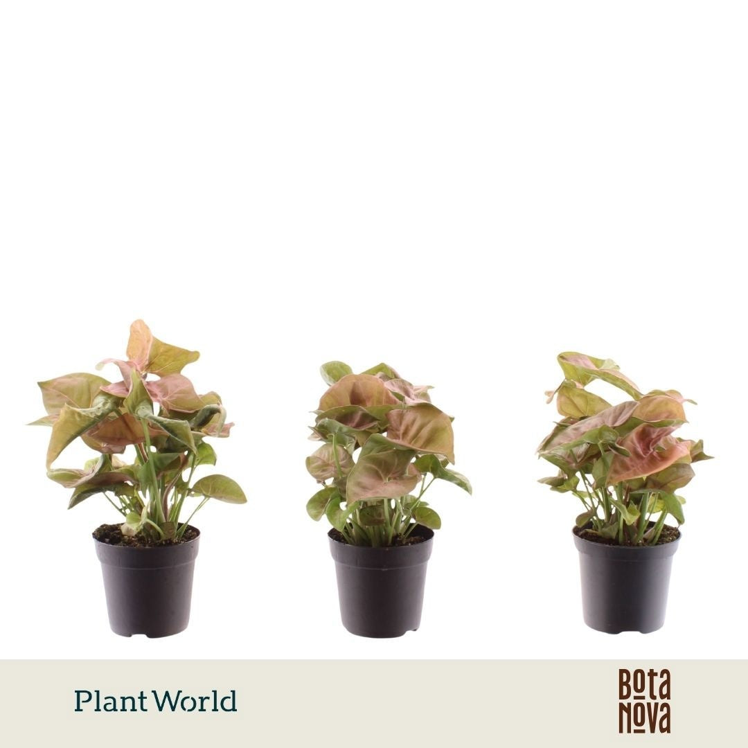Syngonium Neon Robusta 15cm 7cm Pot