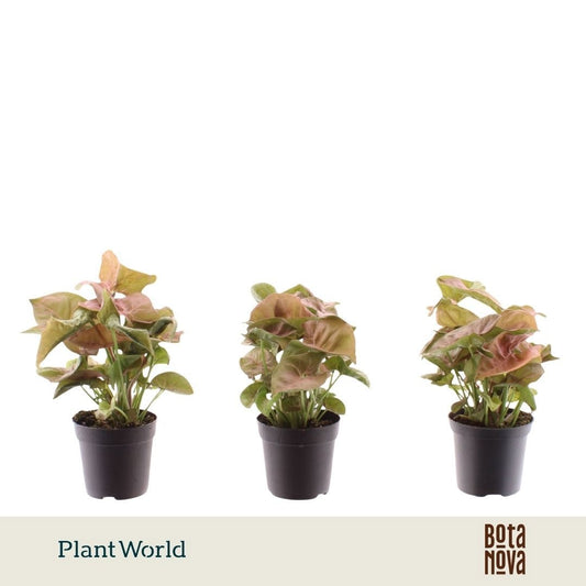Syngonium Neon Robusta 15cm 7cm Pot
