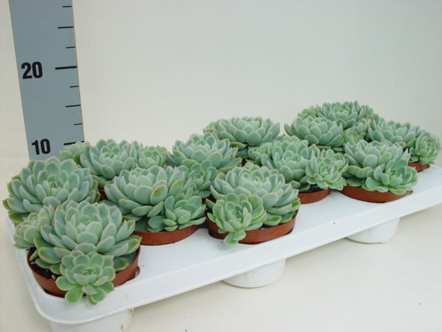 Echeveria elegans 10cm 11cm Pot