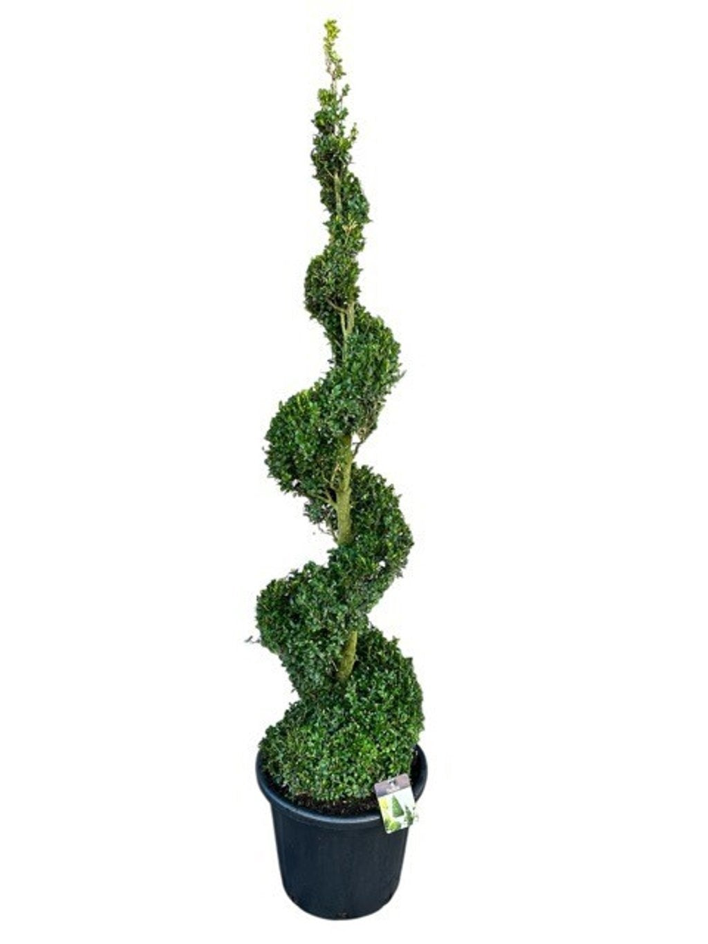 Buxus sempervirens ball 160cm 45cm Pot