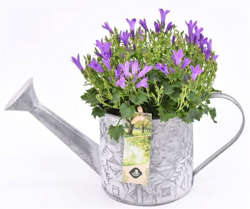 Campanula in terracotta pot 11cm Pot