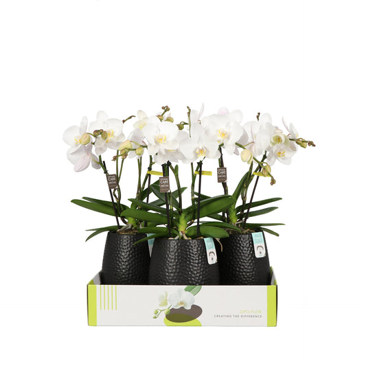 Phalaenopsis white 40cm 12cm Pot