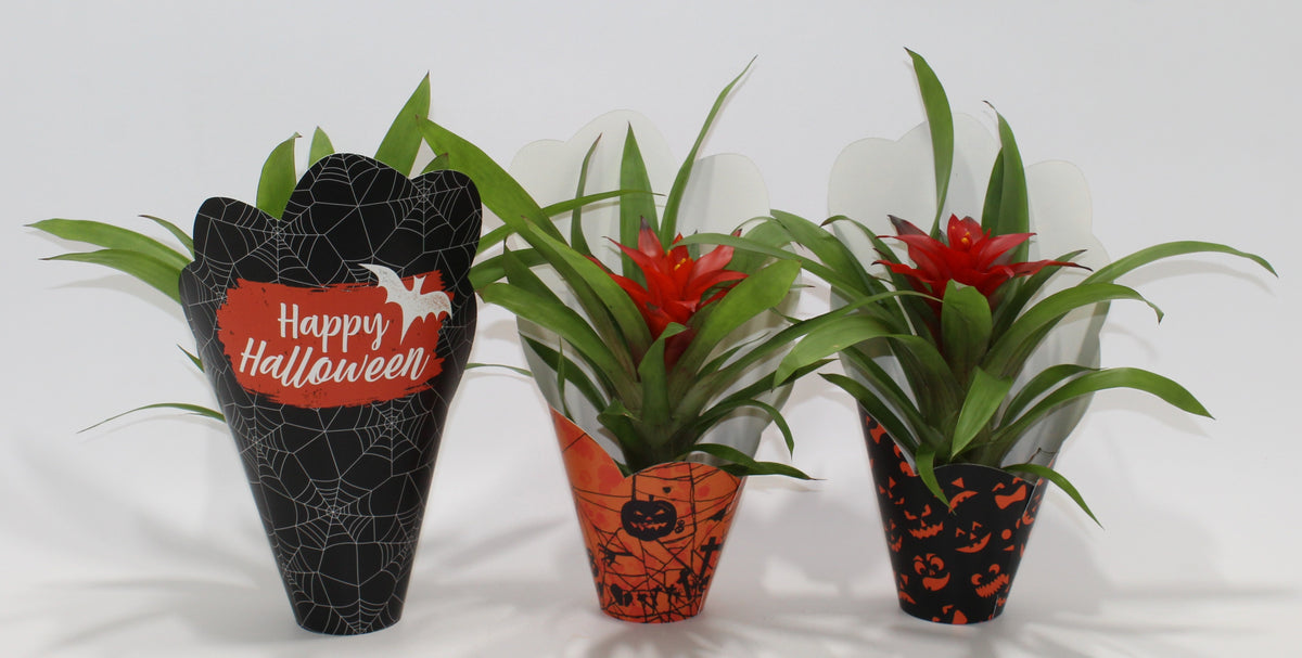 Guzmania Blitz 30cm 10cm Pot