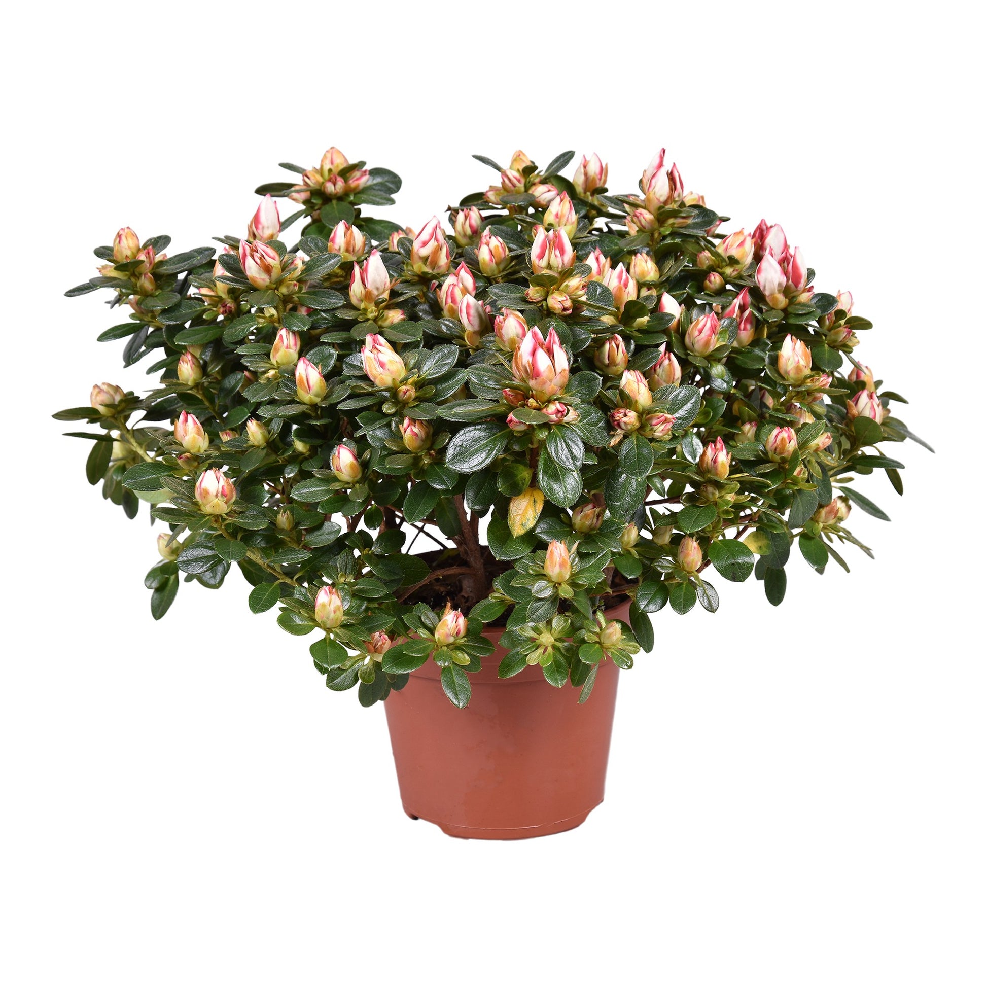 Rhododendron Sachsenstern 30cm 14cm Pot