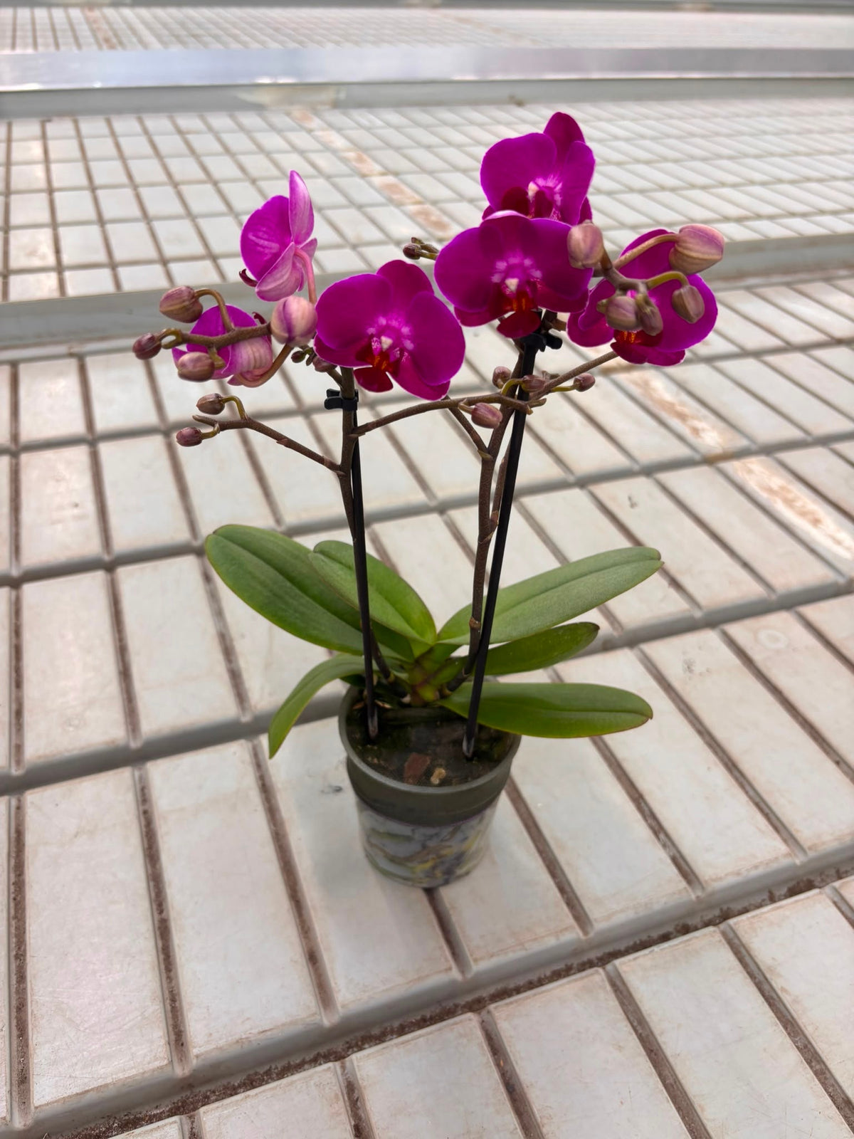 Phalaenopsis Purple 35cm 9cm Pot