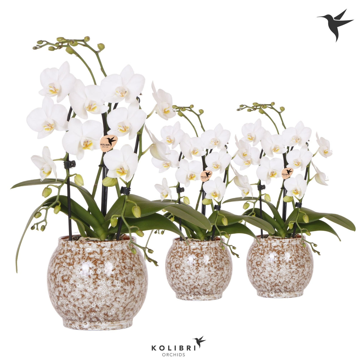 Phalaenopsis Elegant cascade 40cm 9cm Pot