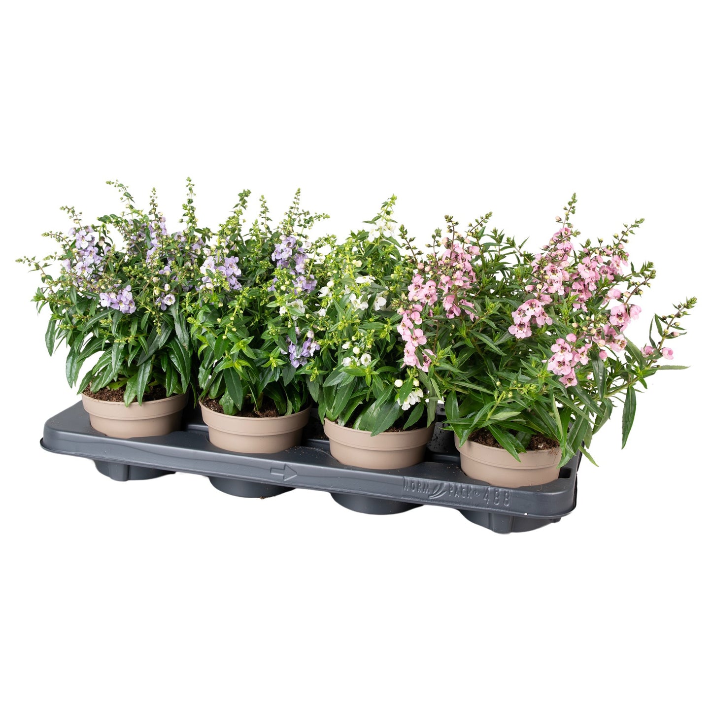 Angelonia ang. mix 28cm 12cm Pot