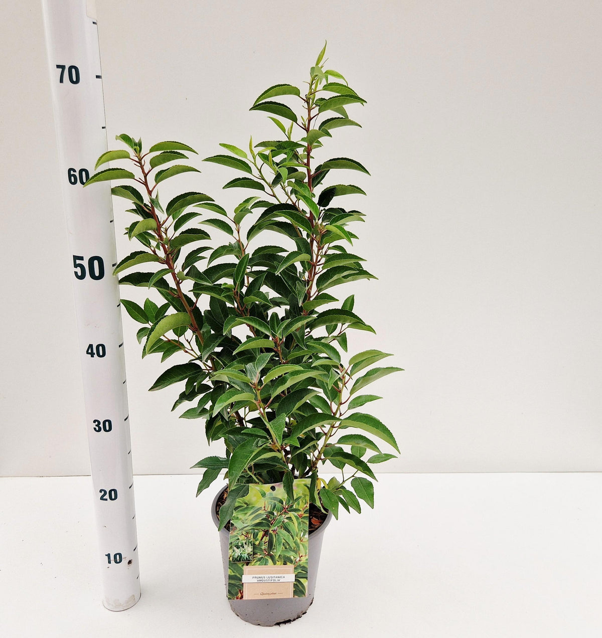 Prunus lusitanica Angustifolia 60cm 17cm Pot