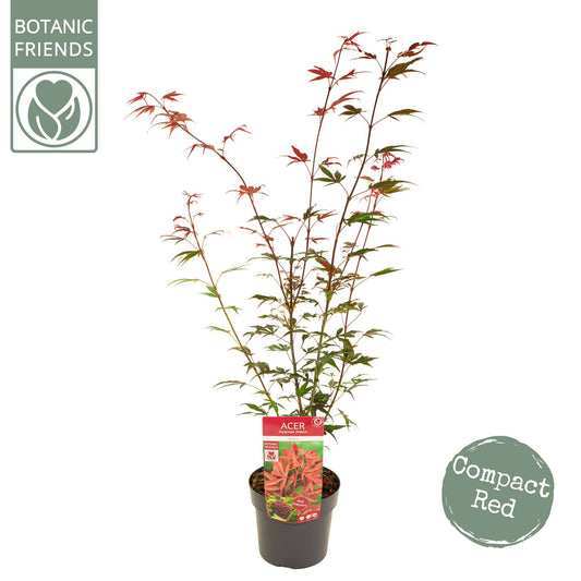 Acer Shaina 65cm 19cm Pot