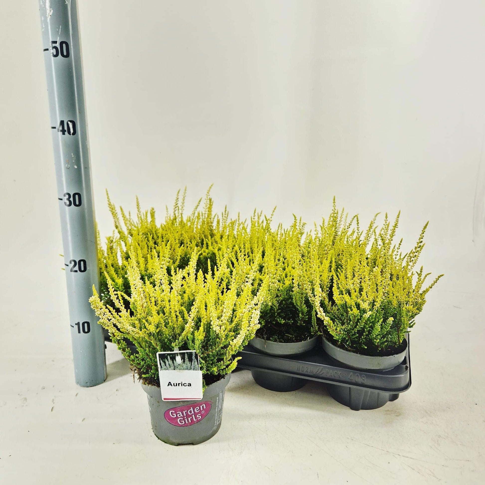 Calluna Garden Girls mix 25cm 13cm Pot