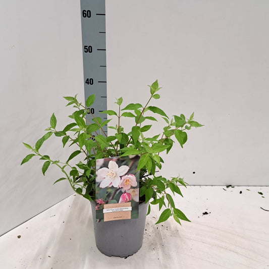 Deutzia pur. Kalmiiflora 30cm 17cm Pot