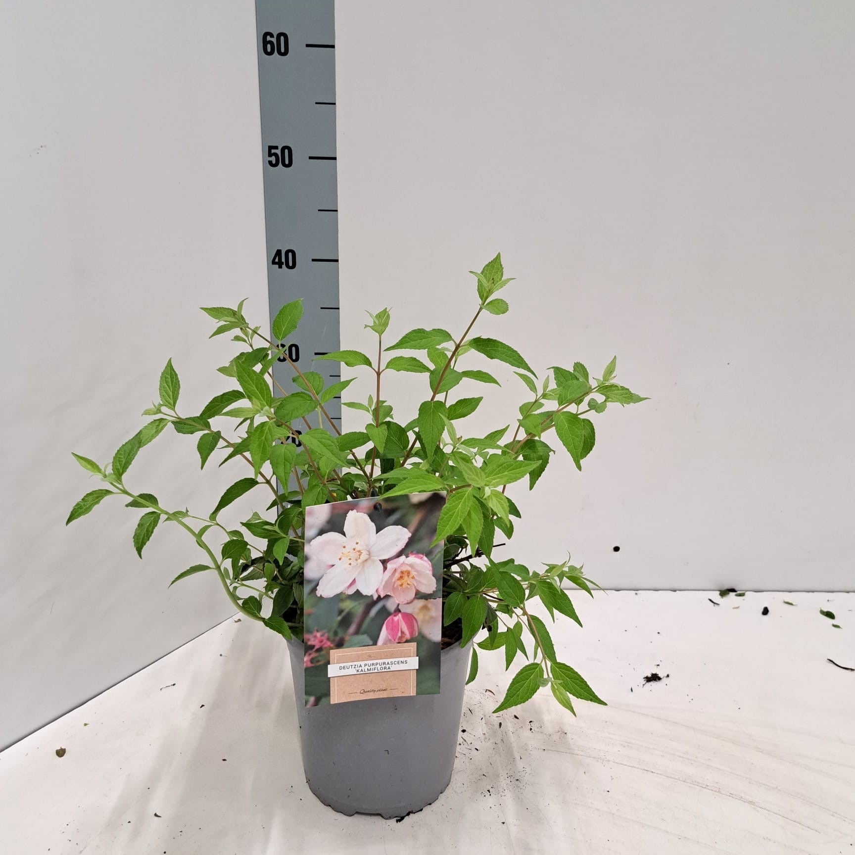 About Plants Zundert BV Deutzia pur. Kalmiiflora Pack of 1