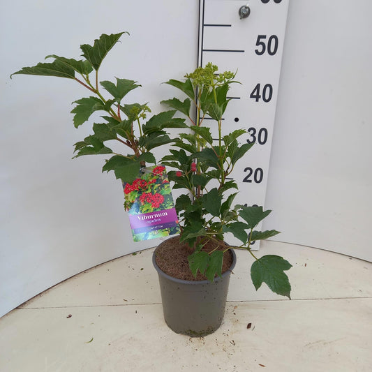 Viburnum op. Compactum 45cm 17cm Pot