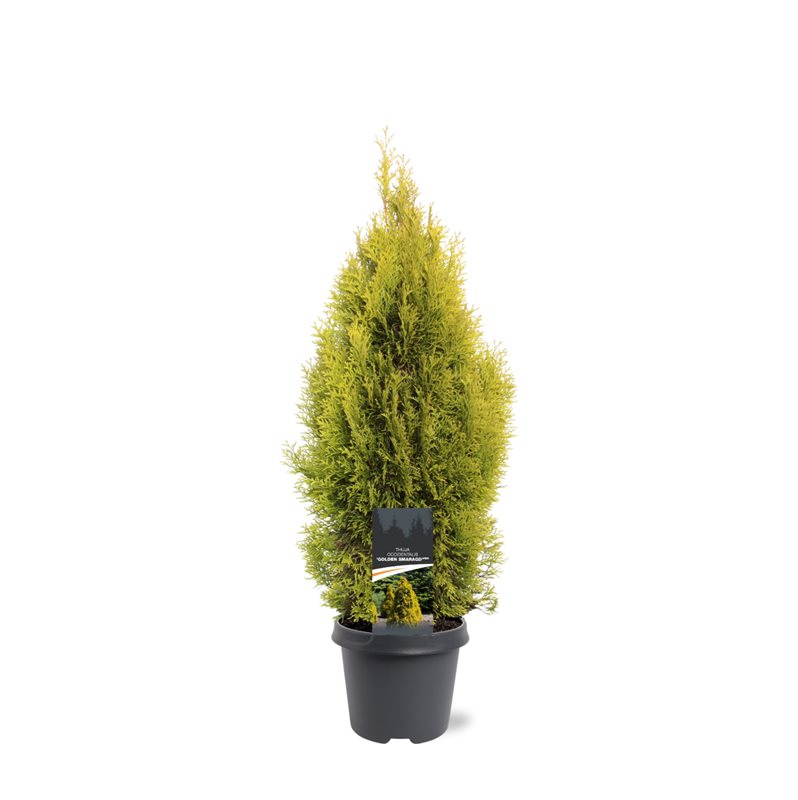 Thuja occidentalis Golden Smaragd 85cm 23cm Pot