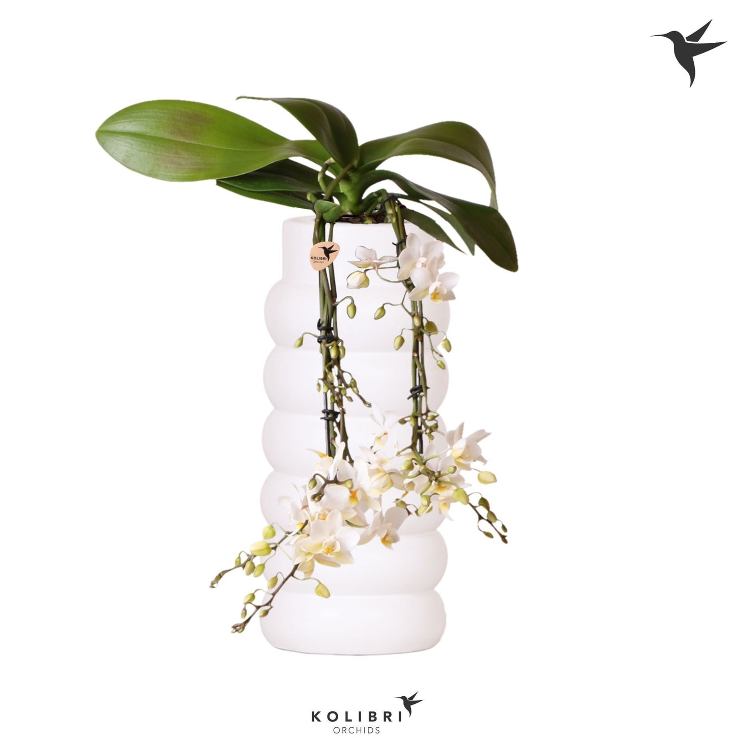 Phalaenopsis multiflora white 40cm 9cm Pot
