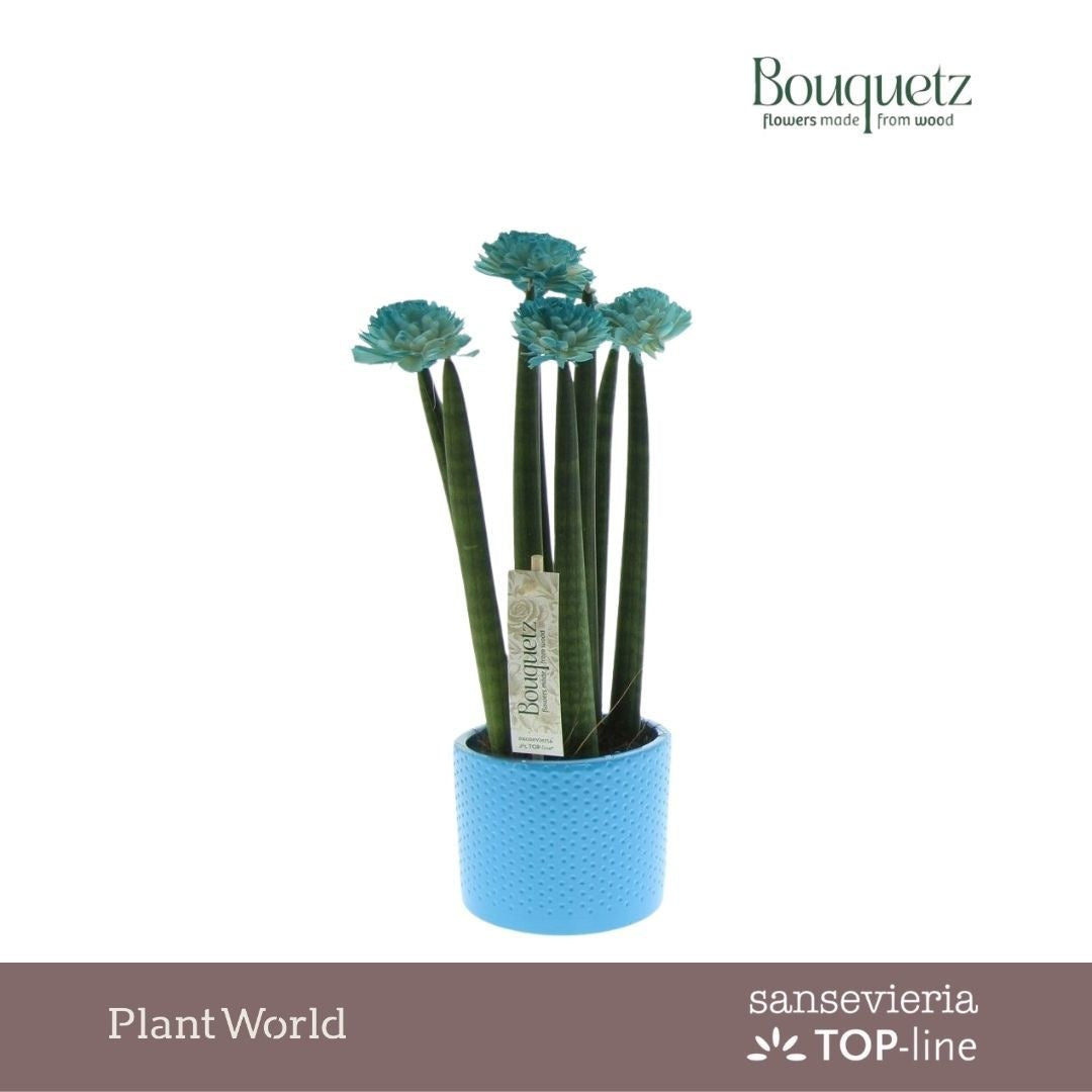 Sansevieria TOP-line Bouquetz 35cm 8.5cm Pot