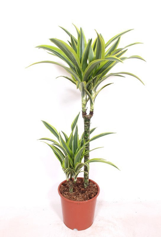 Dracaena fragrans Lemon Lime 80cm 19cm Pot