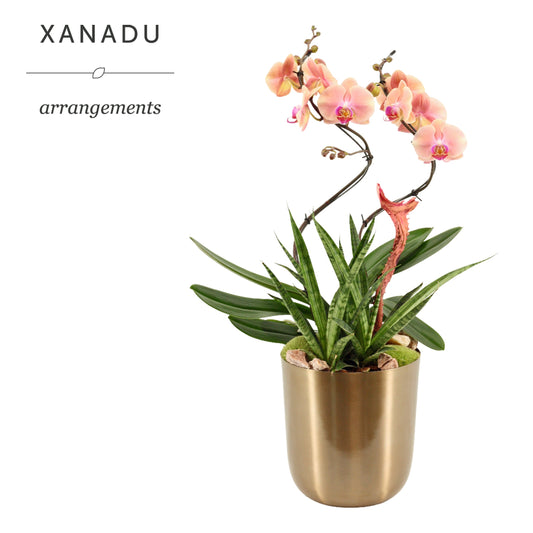 Xanadu Athene 60cm 20cm Pot