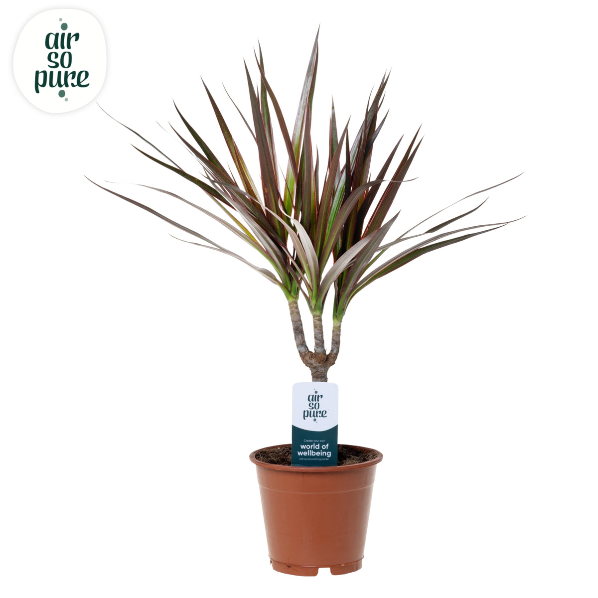 Dracaena Magenta 50cm 12cm Pot