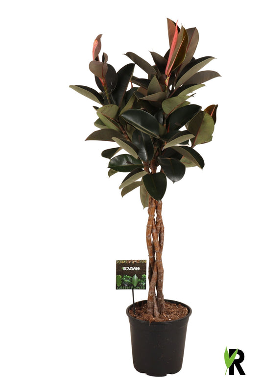 Ficus el. Burgundy 120cm 27cm Pot