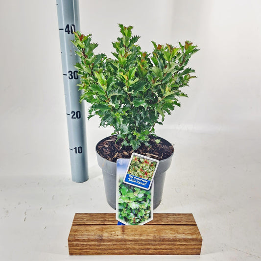 Ilex meserveae 25cm 19cm Pot