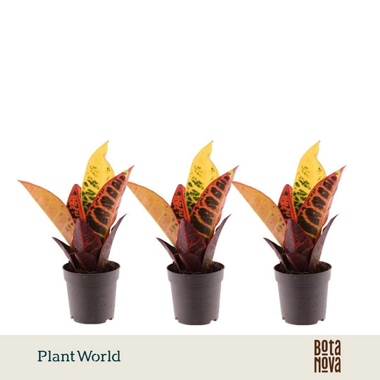 Codiaeum Petra 20cm 7cm Pot
