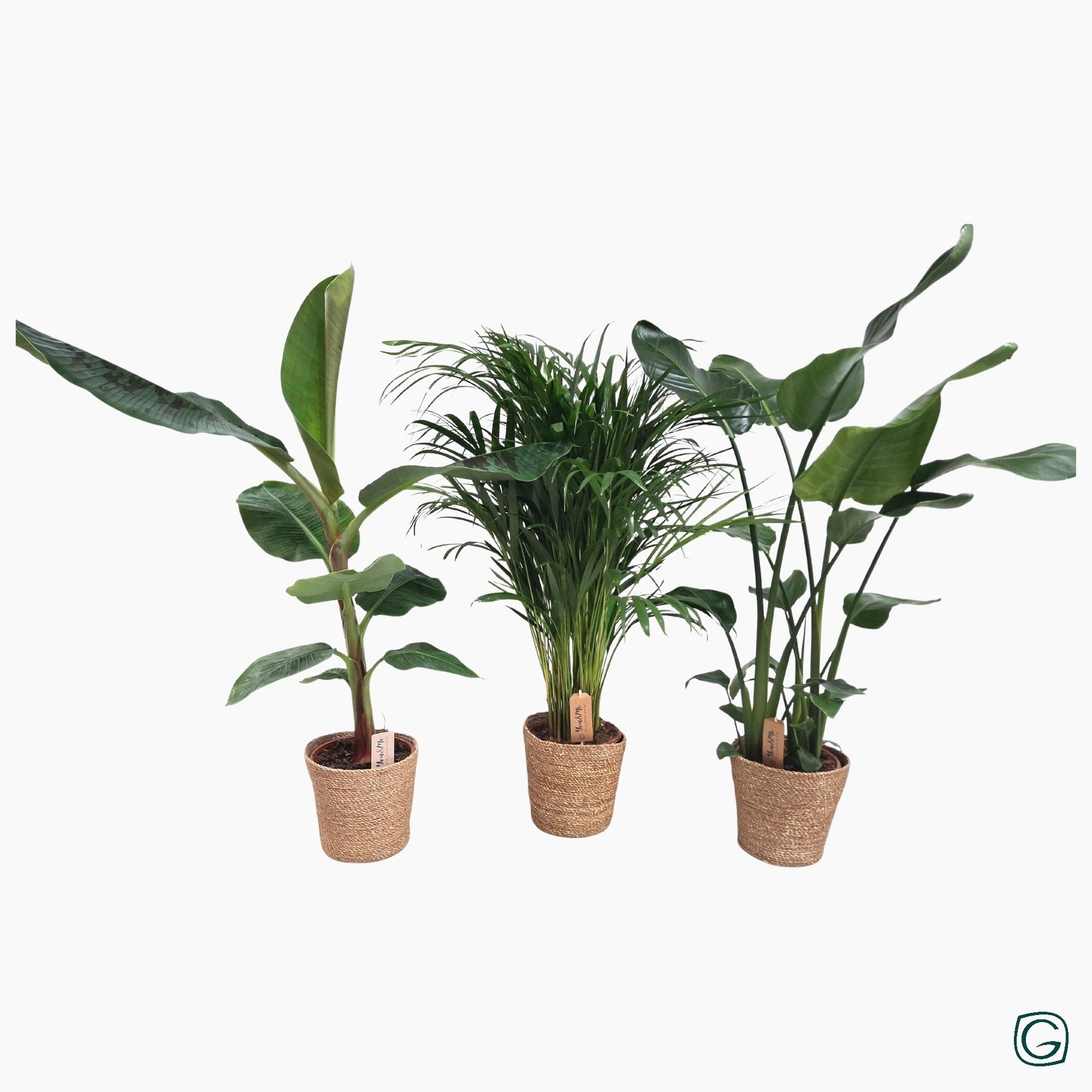 Foliage houseplants mix 55cm 21cm Pot