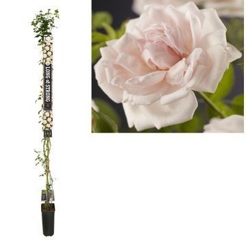 Rosa New Dawn 210cm 23cm Pot