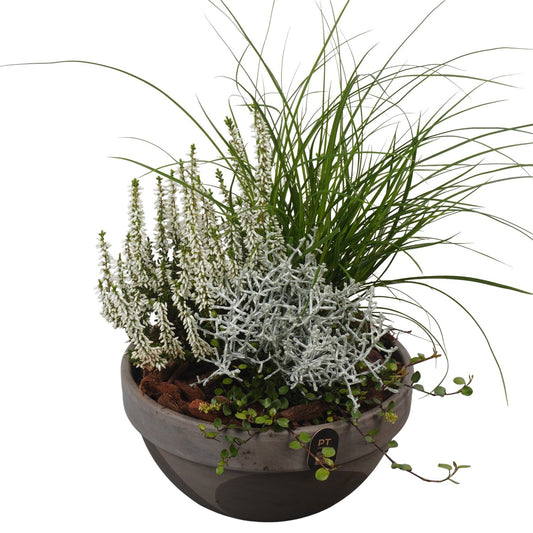 Outdoor arrangement 36cm 19cm Pot