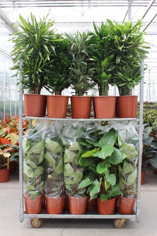 Foliage houseplants mix 120cm 27cm Pot