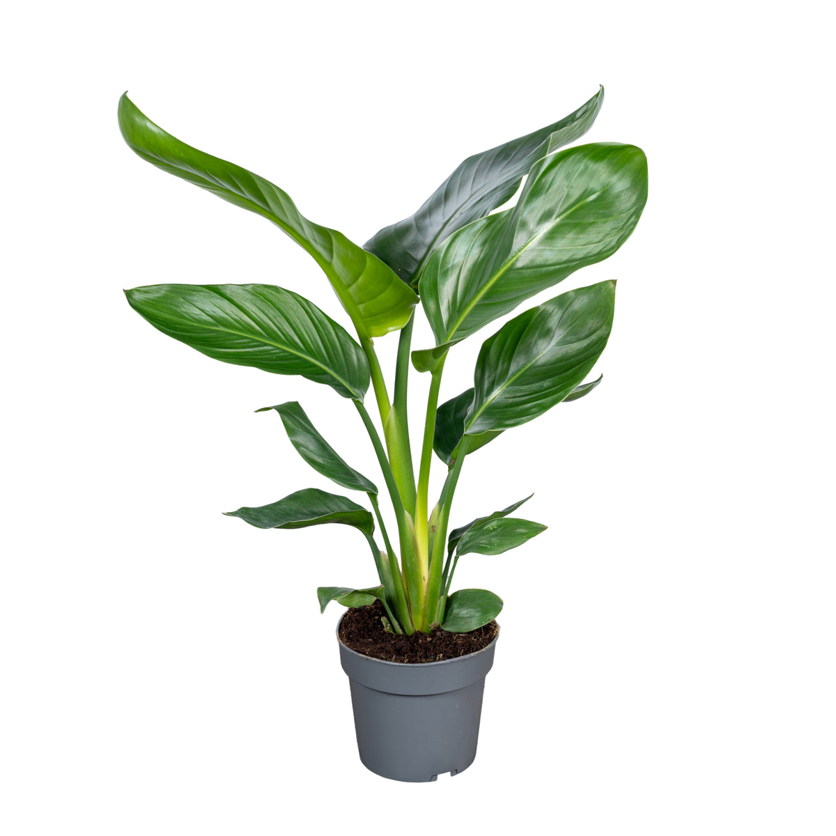 Strelitzia nicolai 50cm 14cm Pot