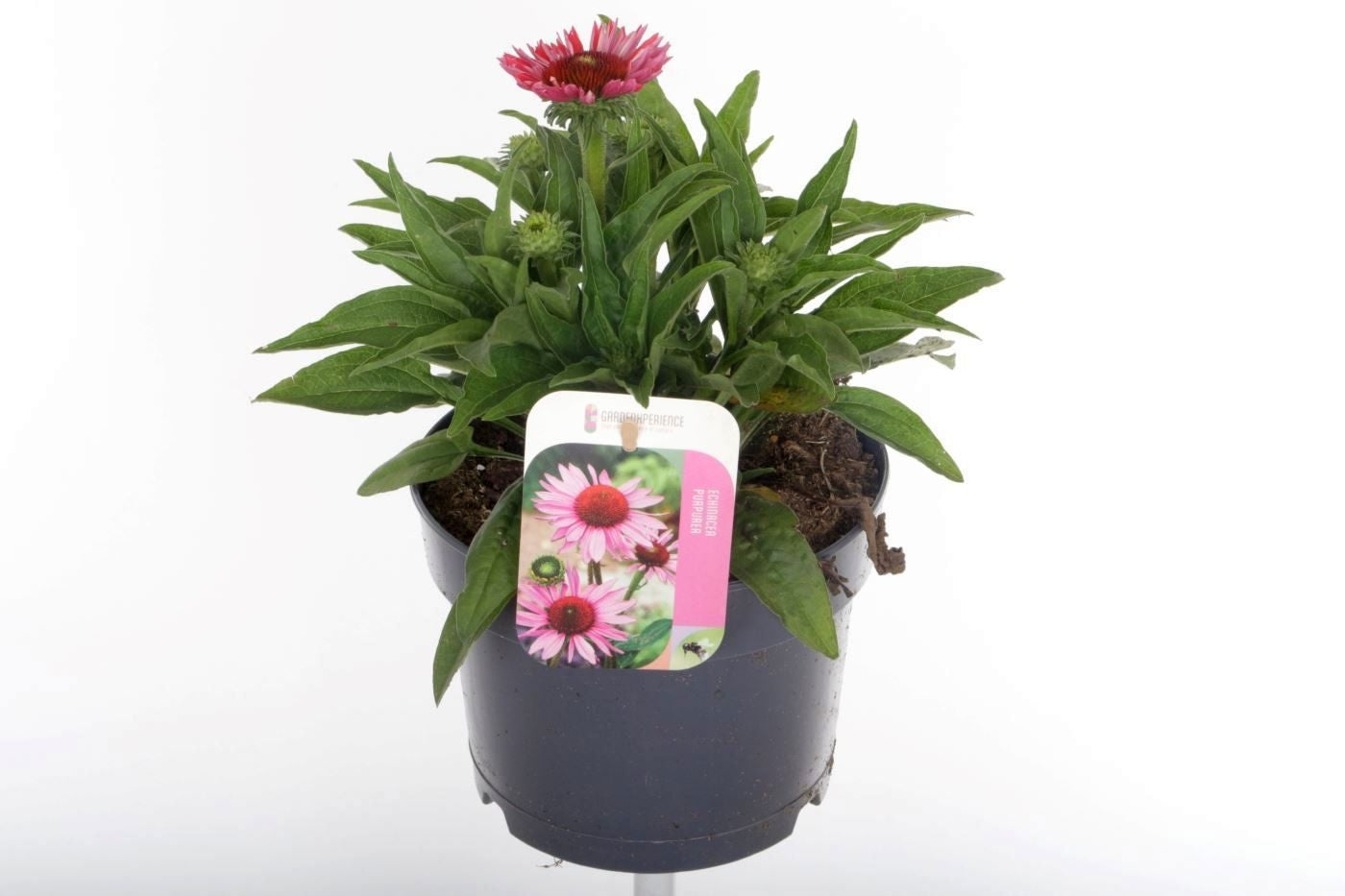 Echinacea Sunmagic 30cm 17cm Pot