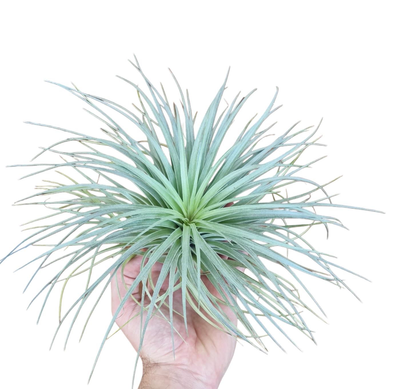 Tillandsia ionantha 15cm 20cm Pot
