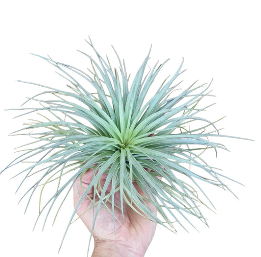 Tillandsia ionantha 15cm 20cm Pot