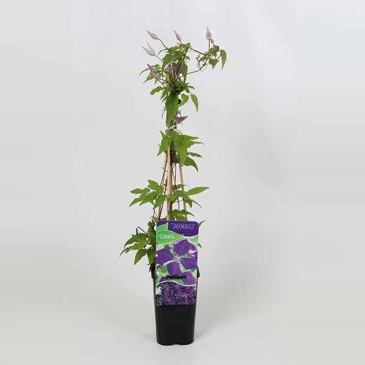 Clematis Jackmanii 60cm 14cm Pot