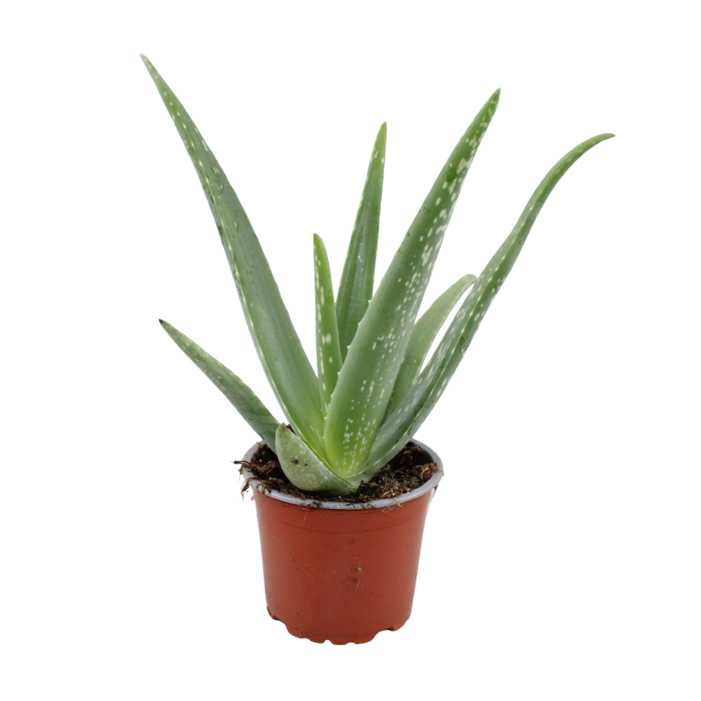 Jongenotter Potpl.kwekerij, Willem Aloe vera Pack of 6